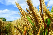 Фермерское хозяйство